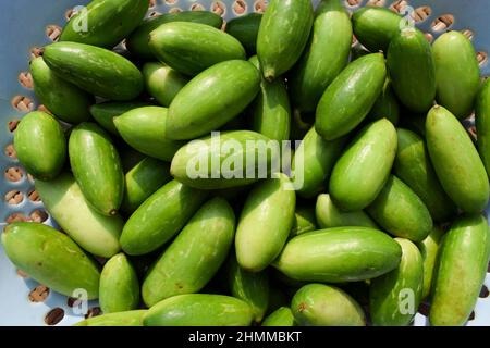 Große Efeu-Kürbisse im Korb. Grünes Gemüse authentisches Indien angebaut Tindora oder Tinde frisches Bio-Gemüse im Korb. Stockfoto