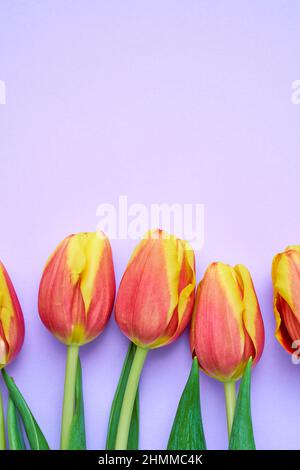 Frisches, farbenfrohes Blumenbild von orangen und gelben Tulpen auf kontrastfarbiger Lavendel-Hintergrundkarte. Flaches, laytes Banner mit Platz für Kopien. Draufsicht. Stockfoto