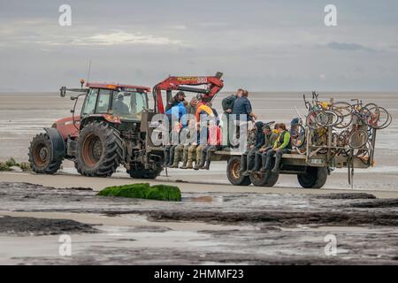 Tracteurs et remorques pêche à pied en baie de Somme Stockfoto