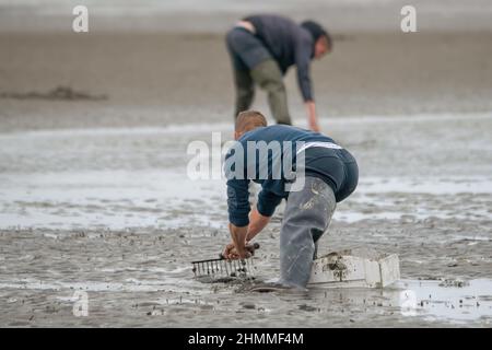 la pêche à pied professionnelle en baie de Somme Stockfoto