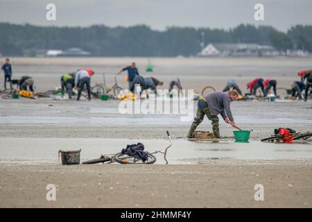 la pêche à pied professionnelle en baie de Somme Stockfoto