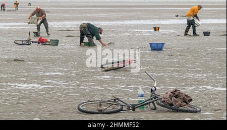 la pêche à pied professionnelle en baie de Somme Stockfoto