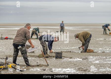 la pêche à pied professionnelle en baie de Somme Stockfoto