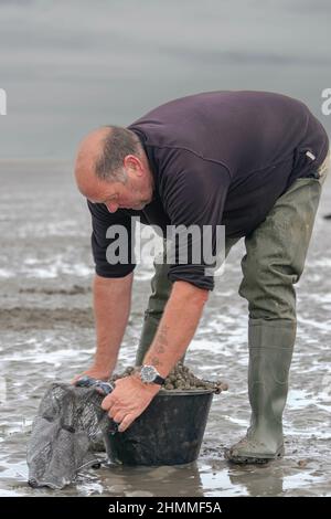 la pêche à pied professionnelle en baie de Somme Stockfoto