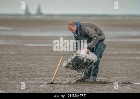 la pêche à pied professionnelle en baie de Somme Stockfoto