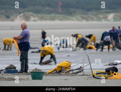 la pêche à pied professionnelle en baie de Somme Stockfoto