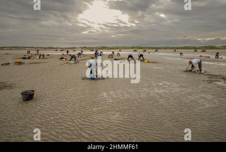 la pêche à pied professionnelle en baie de Somme Stockfoto