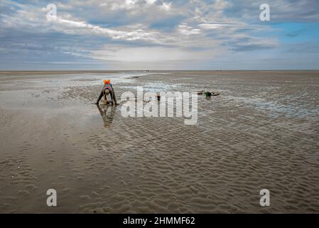 la pêche à pied professionnelle en baie de Somme Stockfoto