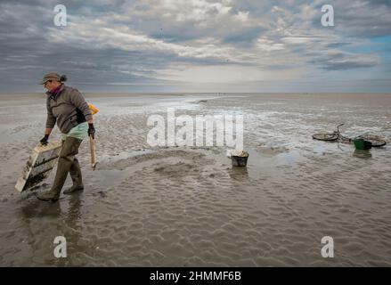 la pêche à pied professionnelle en baie de Somme Stockfoto