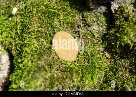 Alte Münzen im Wald auf grünem Moos Stockfoto