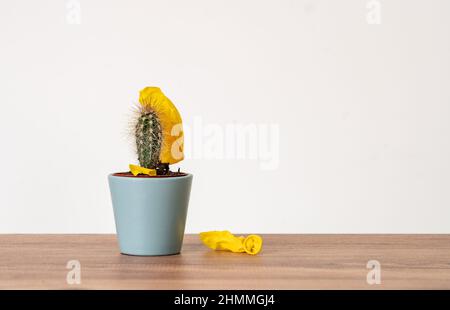 Nahaufnahme Foto von Kaktus und aufgeblasen Ballon. Konzept der Beschädigung, verblassen, Scheitern. Stockfoto