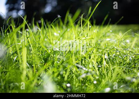 Nahaufnahme von Gras am Morgen mit Tau an einem sonnigen Tag im Garten. Stockfoto