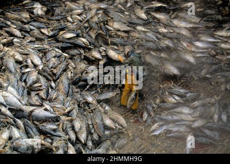 frankreich peche au thon] Stockfoto