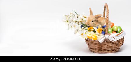 Ein flauschiges Osterkaninchen sitzt in einem Korb, Ostereier und Blumen Narzissen auf einem minimalistischen weißen Hintergrund. Banner platzieren für Text. Stockfoto