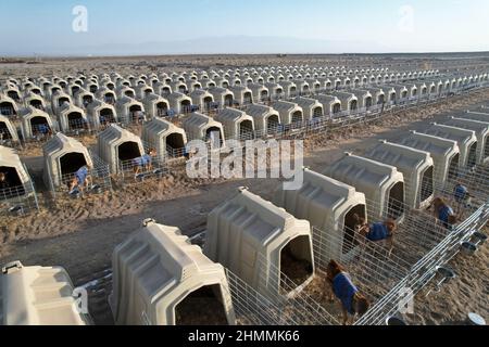 ZHANGYE, CHINA - 11. FEBRUAR 2022 - Ein Blick auf eine Milchviehbasis in Zhangye, Provinz Gansu, China, 11. Februar 2022. Junge Kühe leben getrennt Stockfoto