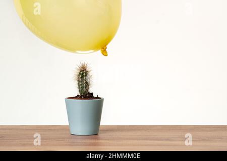 Luftballons schwebend in der Nähe des Kaktus. Risiko, Gefahrenzone, angespanntes Konzept. Stockfoto