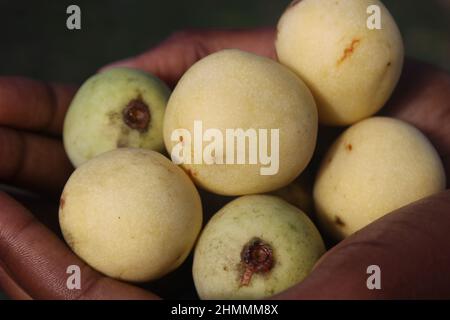 Marula Baumfrüchte in Südafrika Stockfoto