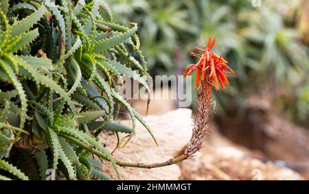 Aloe Sukulente Pflanze rote Blume. Wüstenflora, dürres Klima natürliche botanische Nahaufnahme Hintergrund. Lebendige, saftige Blüte von Aloe Vera Stockfoto