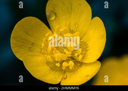 Nahaufnahme des Ranunculus bulbosus, allgemein bekannt als Knollenbutterhalm. Stockfoto