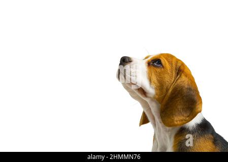 Sitzende und keuchende Beagles, Hund, isoliert, Kopierraum Stockfoto