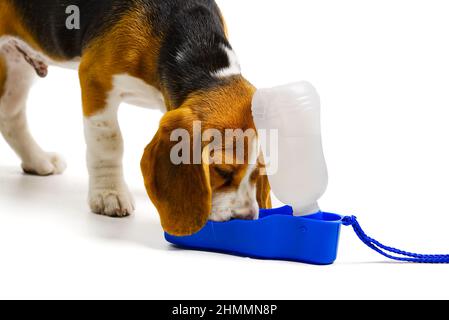 Sitzende und keuchende Beagles, Hund, isoliert, Kopierraum Stockfoto
