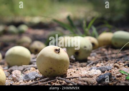 Marula Baumfrüchte in Südafrika Stockfoto