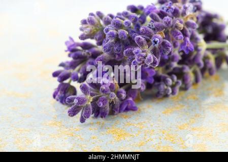 Lavendelblüten auf buntem Hintergrund. Platz kopieren Stockfoto