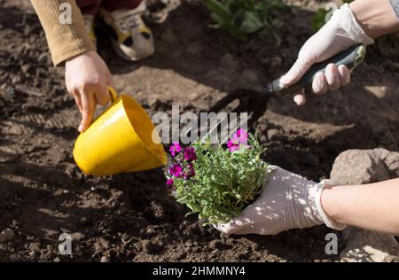 Der kleine Sohn hilft der Mutter im frühen Frühjahr, pflanzt am sonnigen Frühlingstag Blumen in den Boden. Nahaufnahme von Handschuhen, die Blumen Pflanzen und gießen. Selektiv Stockfoto