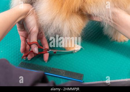 Professionelle Pistenerin kümmert sich im Tierpflegesalon um den orangefarbenen pommerschen Spitz. Der Mitarbeiter des Friseursalons schneidet die Haare auf der dekorativen Hundepfote in der Nähe Stockfoto