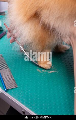 Professionelle Pistenerin kümmert sich im Tierpflegesalon um den orangefarbenen pommerschen Spitz. Der Mitarbeiter des Friseursalons schneidet die Haare auf der dekorativen Hundepfote in der Nähe Stockfoto