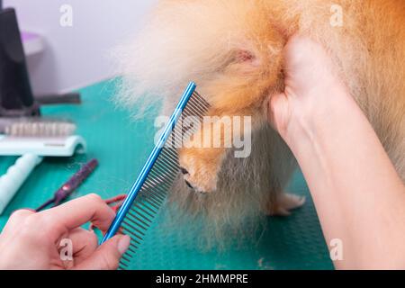 Professionelle Pistenerin kümmert sich im Tierpflegesalon um den orangefarbenen pommerschen Spitz. Der Mitarbeiter des Friseursalons schneidet die Haare auf der dekorativen Hundepfote in der Nähe Stockfoto