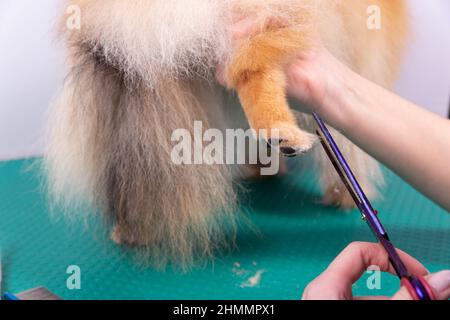 Professionelle Pistenerin kümmert sich im Tierpflegesalon um den orangefarbenen pommerschen Spitz. Der Mitarbeiter des Friseursalons schneidet die Haare auf der dekorativen Hundepfote in der Nähe Stockfoto