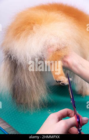 Professionelle Pistenerin kümmert sich im Tierpflegesalon um den orangefarbenen pommerschen Spitz. Der Mitarbeiter des Friseursalons schneidet die Haare auf der dekorativen Hundepfote in der Nähe Stockfoto