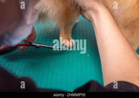 Professionelle Pistenerin kümmert sich im Tierpflegesalon um den orangefarbenen pommerschen Spitz. Der Mitarbeiter des Friseursalons schneidet die Haare auf der dekorativen Hundepfote in der Nähe Stockfoto