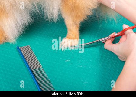 Professionelle Pistenerin kümmert sich im Tierpflegesalon um den orangefarbenen pommerschen Spitz. Der Mitarbeiter des Friseursalons schneidet die Haare auf der dekorativen Hundepfote in der Nähe Stockfoto