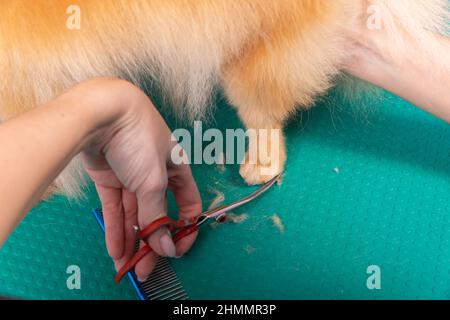 Professionelle Pistenerin kümmert sich im Tierpflegesalon um den orangefarbenen pommerschen Spitz. Der Mitarbeiter des Friseursalons schneidet die Haare auf der dekorativen Hundepfote in der Nähe Stockfoto