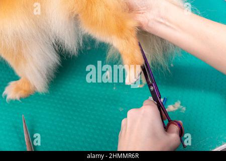 Professionelle Pistenerin kümmert sich im Tierpflegesalon um den orangefarbenen pommerschen Spitz. Der Mitarbeiter des Friseursalons schneidet die Haare auf der dekorativen Hundepfote in der Nähe Stockfoto