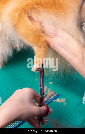 Professionelle Pistenerin kümmert sich im Tierpflegesalon um den orangefarbenen pommerschen Spitz. Der Mitarbeiter des Friseursalons schneidet die Haare auf der dekorativen Hundepfote in der Nähe Stockfoto