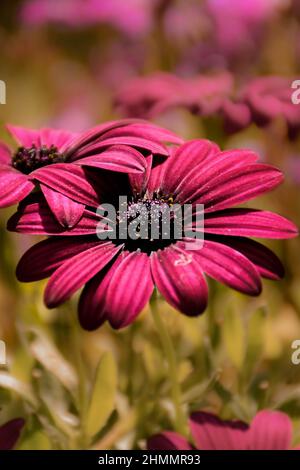 Ein Makrofoto von rosa Cape marguerite (DImorphotheca ecklonis), einer Gänseblümchen-Nahaufnahme. Stockfoto