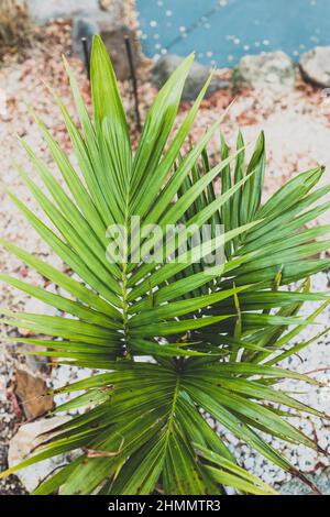 Nahaufnahme einer Palme mit üppigen grünen Wedeln im Freien im sonnigen Hinterhof, aufgenommen in geringer Schärfentiefe Stockfoto