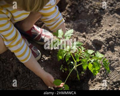 Das Kind hilft, Tomatensämlinge am sonnigen Frühlingstag auf freiem Boden zu Pflanzen. Tag der Erde. Umweltbildung, Pflege der Flora im Garten. Kleiner Helfer - Stockfoto