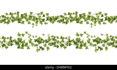 Ivy Pflanze Zweig Cartoon Illustration. Stock Vektor