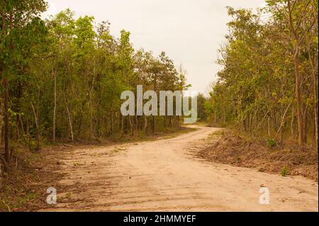 Unbefestigte Straße durch Dschungel während der trockenen Jahreszeit, Phnom Tamao Wildlife Rescue Center, Provinz Takeo, Kambodscha. Credit: Kraig Lieb Stockfoto