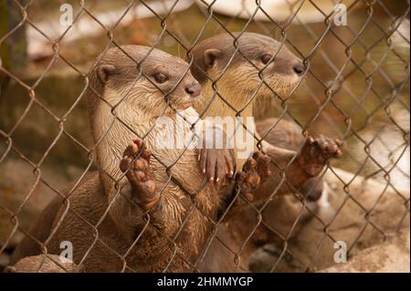Glatt beschichtet Otter in Gefangenschaft, Phnom Tamao Wildlife Rescue Center, Takeo Province, Kambodscha. Kredit: Kraig Lieb Stockfoto