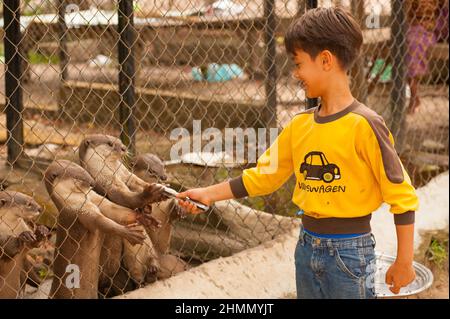 Der 9-jährige Junge mit gemischter Rasse (Kambodschanisch-amerikanisch) füttert glatte Otter, Phnom Tamao Wildlife Rescue Center, Takeo Province, Kambodscha. Quelle: Kraig lieb Stockfoto