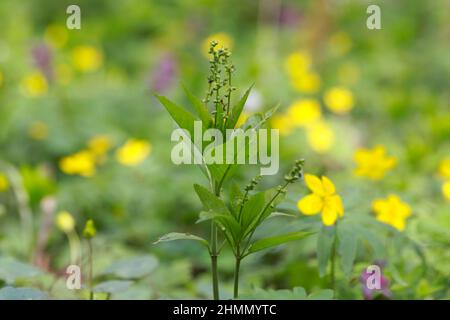 Mercurialis perennis, allgemein bekannt als Quecksilber des Hundes, ist eine giftige Waldpflanze. Stockfoto