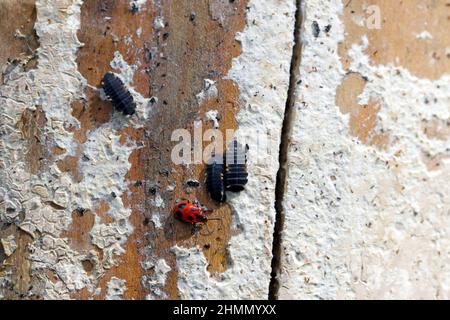 Kleiner Käfer Endomychus coccineus, gewöhnlicher Name scharlachrote Endomychus oder falscher Marienkäfer. Larven und Käfer auf Holz mit Mycel überwuchert. Stockfoto