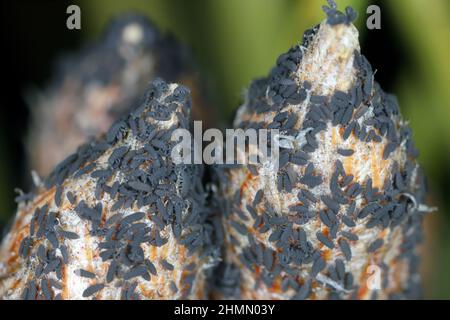 Riesige Anzahl von Springschwänzen an jungen Kiefernsprossen im frühen Frühjahr. Collembola, Neanuridae, Thaumanura, Achorutes sp. Stockfoto