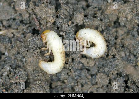 Die Larven des Maikäfers gewöhnlicher Schabe oder Maibug (Melolontha melolontha). Maden sind wichtige Schädlinge von Pflanzen. Stockfoto