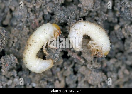 Die Larven des Maikäfers gewöhnlicher Schabe oder Maibug (Melolontha melolontha). Maden sind wichtige Schädlinge von Pflanzen. Stockfoto